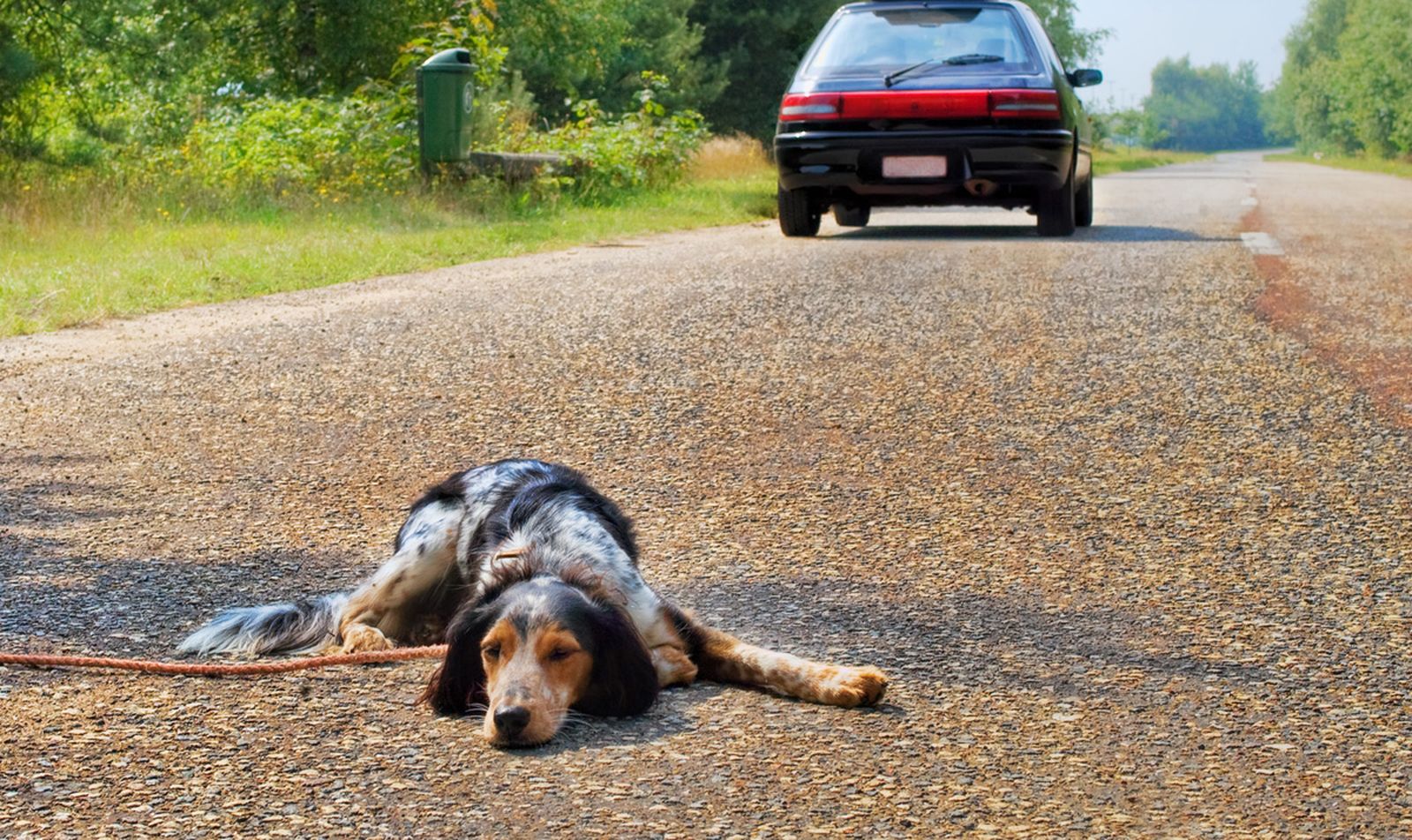atropello perros video