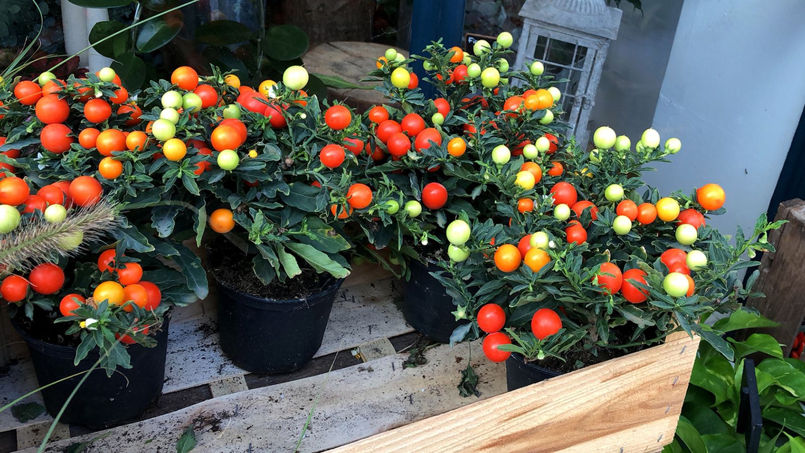 Tomatito de Jerusalén