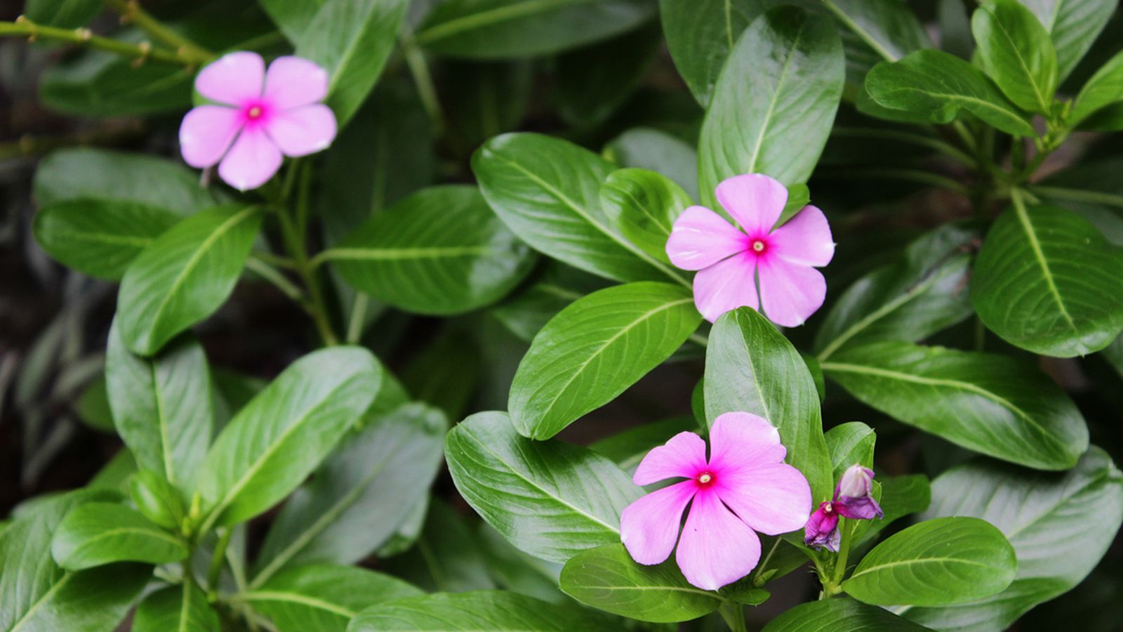 vinca caracteristicas cuidados
