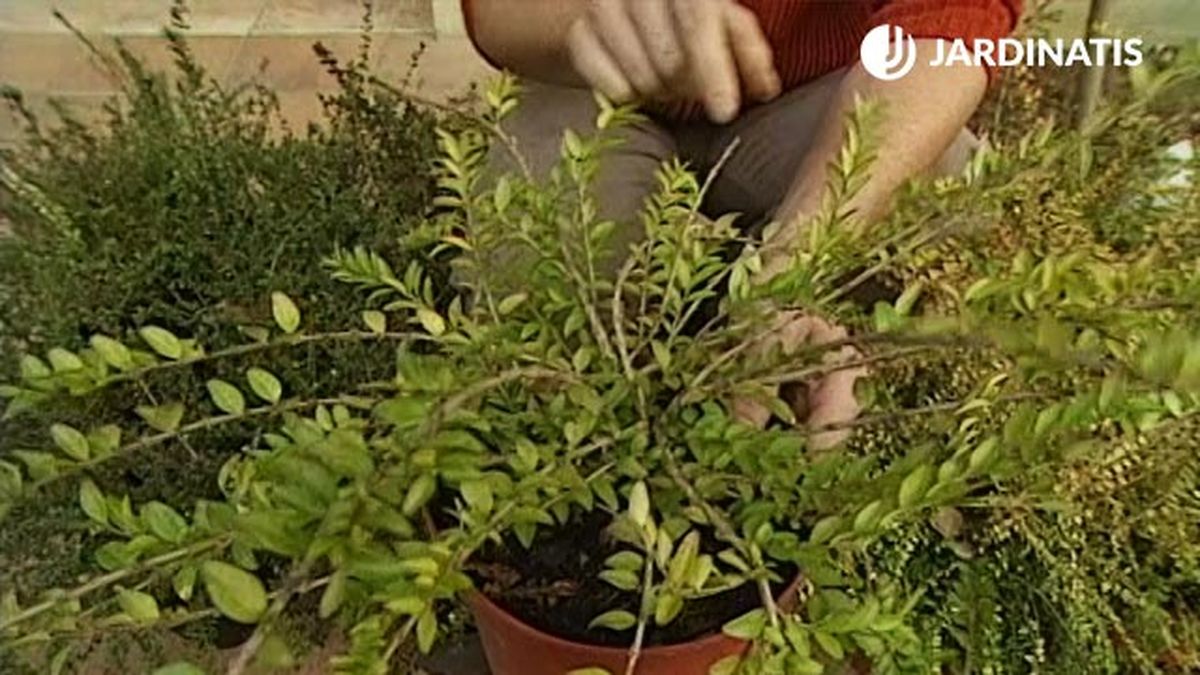 plantacion con lonicera nitida maigrun en el jardin xl brico 357