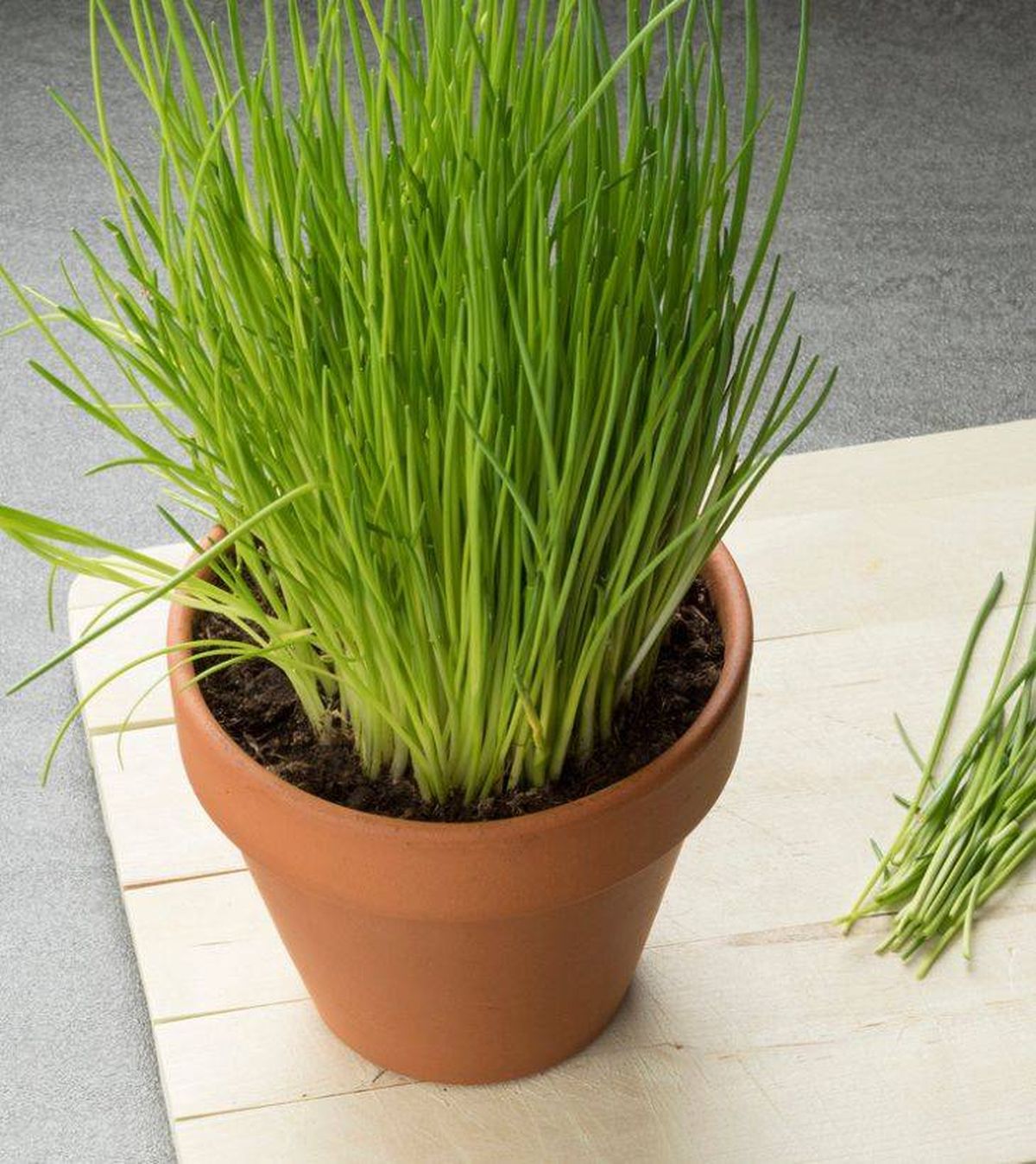 cebollino planta aromatica