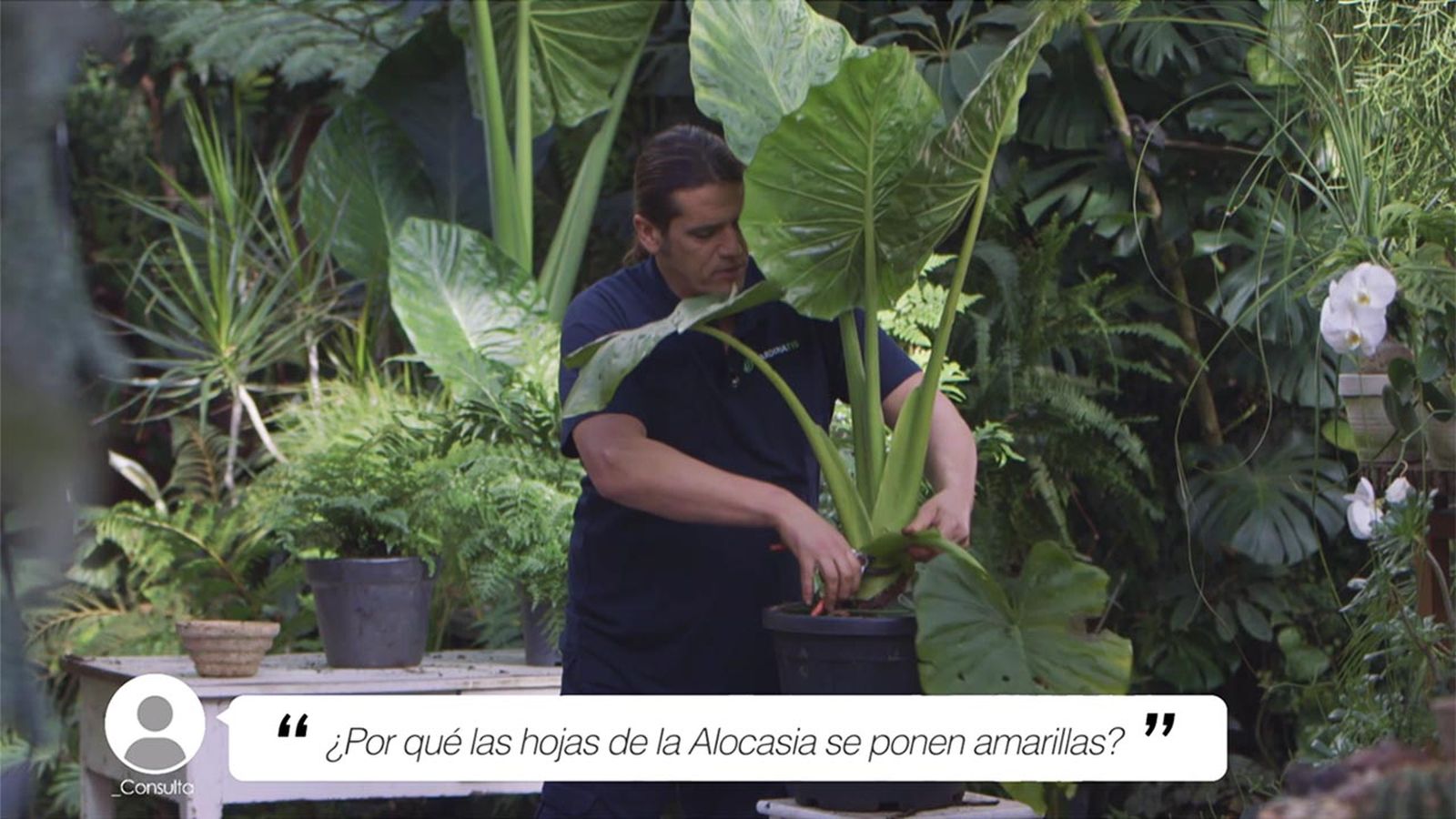 brico 1016 briconsulta jardin hojas amarillas alocasia xl