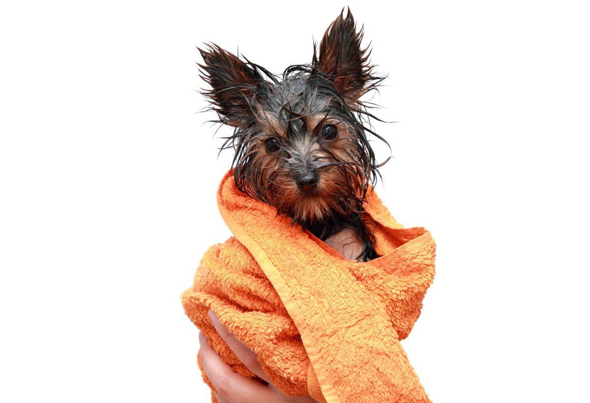 4ESTV024_MASCOTAS bañar yorkie
