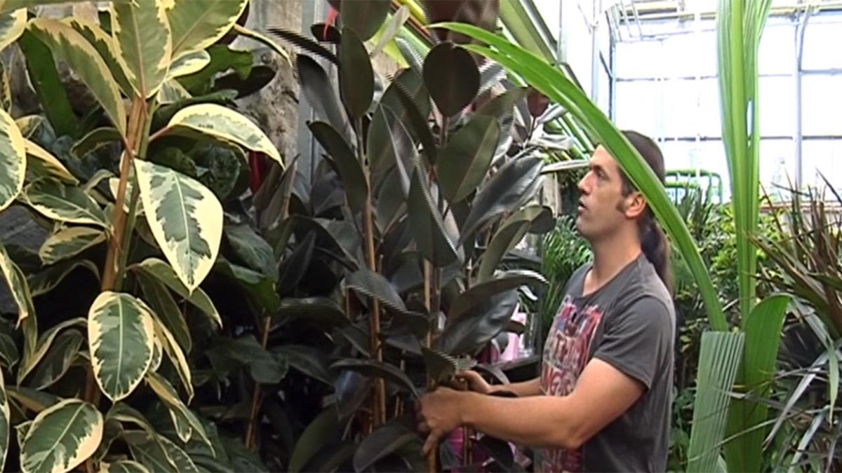 deco 436 ficus elastica planta para salon grande 1