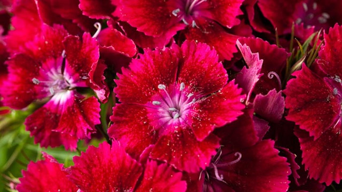 dianthus barbatus clavelina