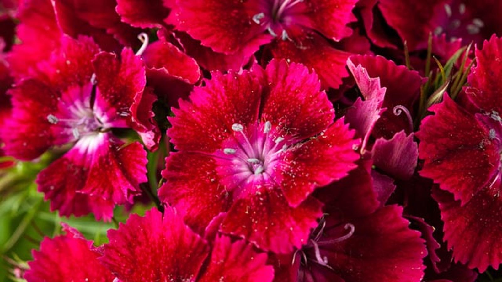 dianthus barbatus clavelina