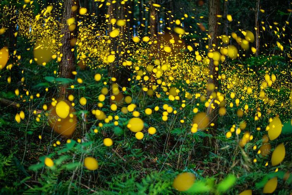 Las luciérnagas son capaces de sincronizar sus destellos en ciertas regiones.