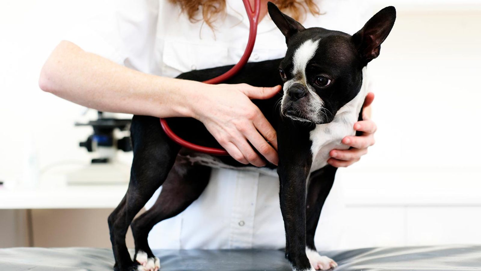 sintomas perro problemas corazon portada