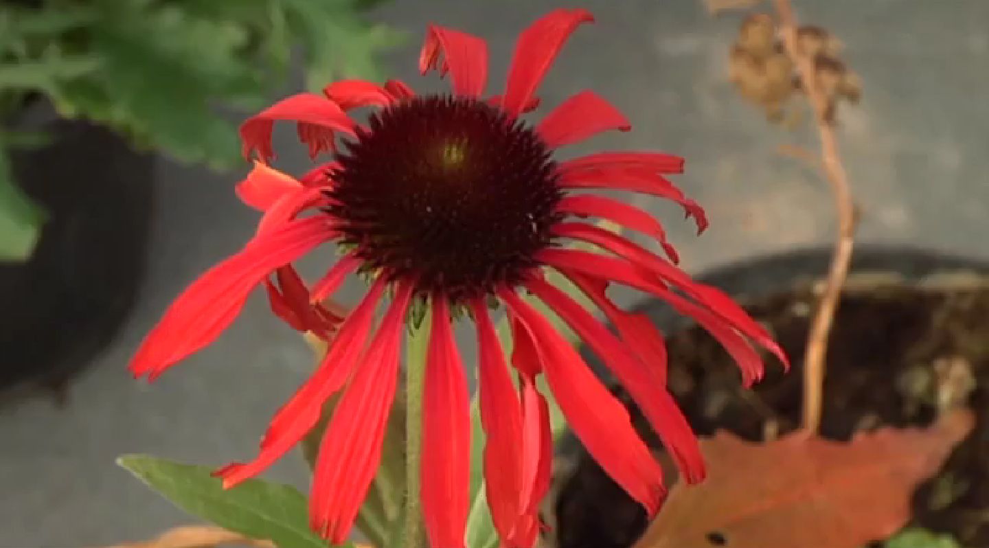 Plantas de colección   Echinacea hot summer