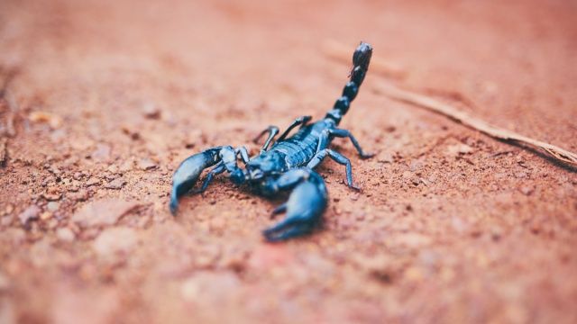 animales nocturnos alacran