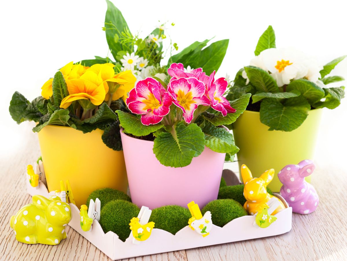 Las prímulas, obcónica y acaulis 1