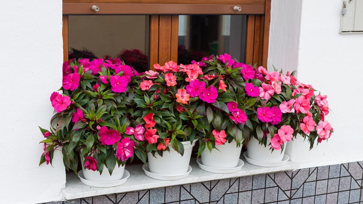 Impatiens  hawkeri cuidados caracteristicas