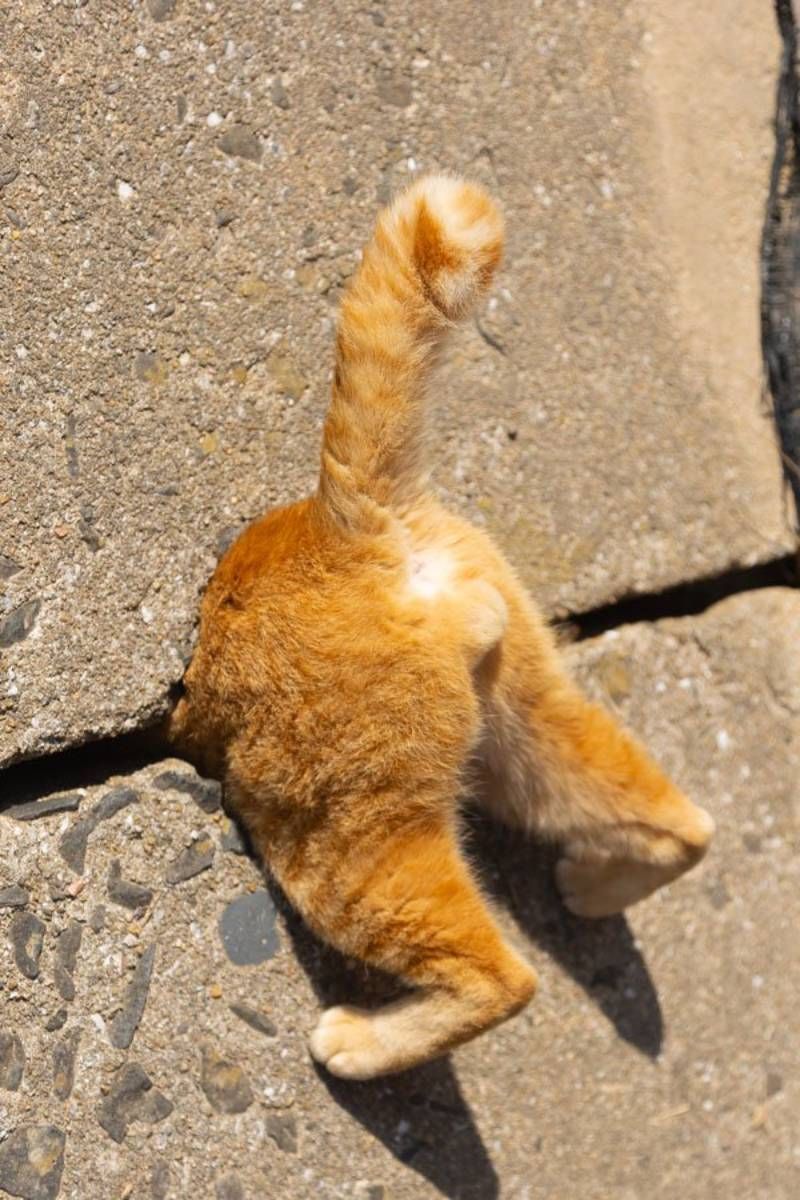 Cat in a trap like Super Mario / Fuente: Kenichi Morinaga- The Comedy Pet Photography Awards 2024