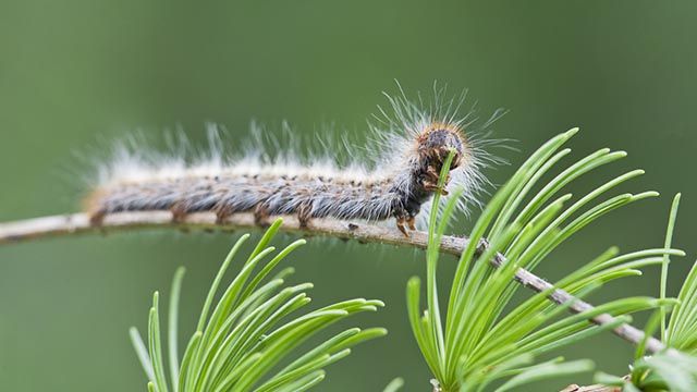 Thaumetopoea pityocampa procesionaria del pino