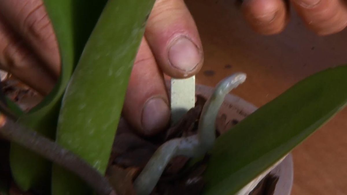 deco 637 cuidados orquideas periodo de reposo clavos abono