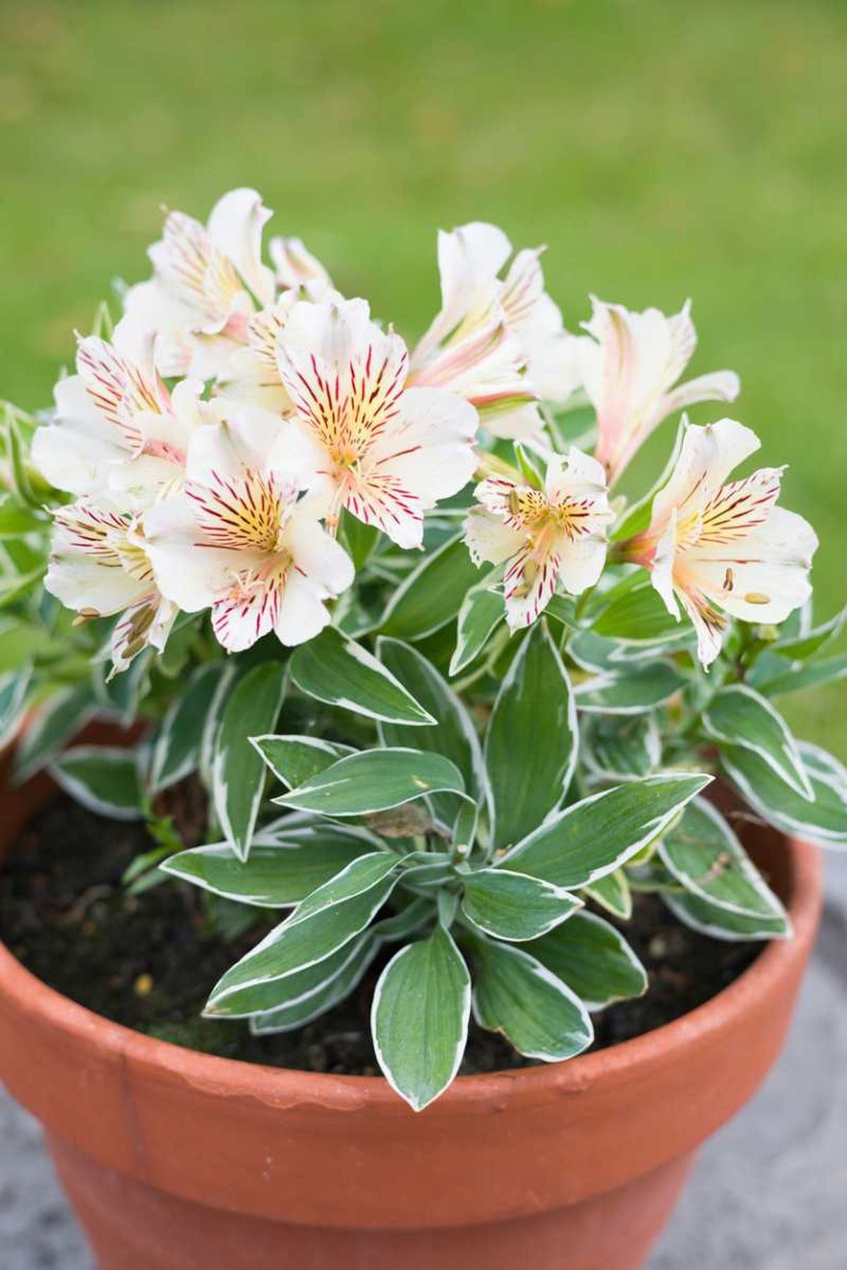 Alstroemeria en maceta