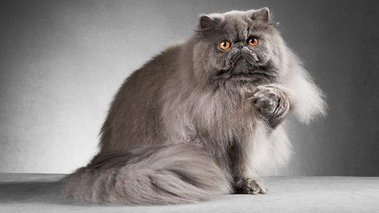 gato persa 2