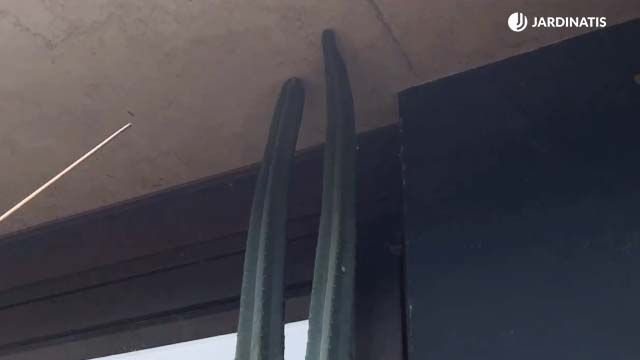 cactus de san pedro gran tamano coleccion inigo segurola jardinatis