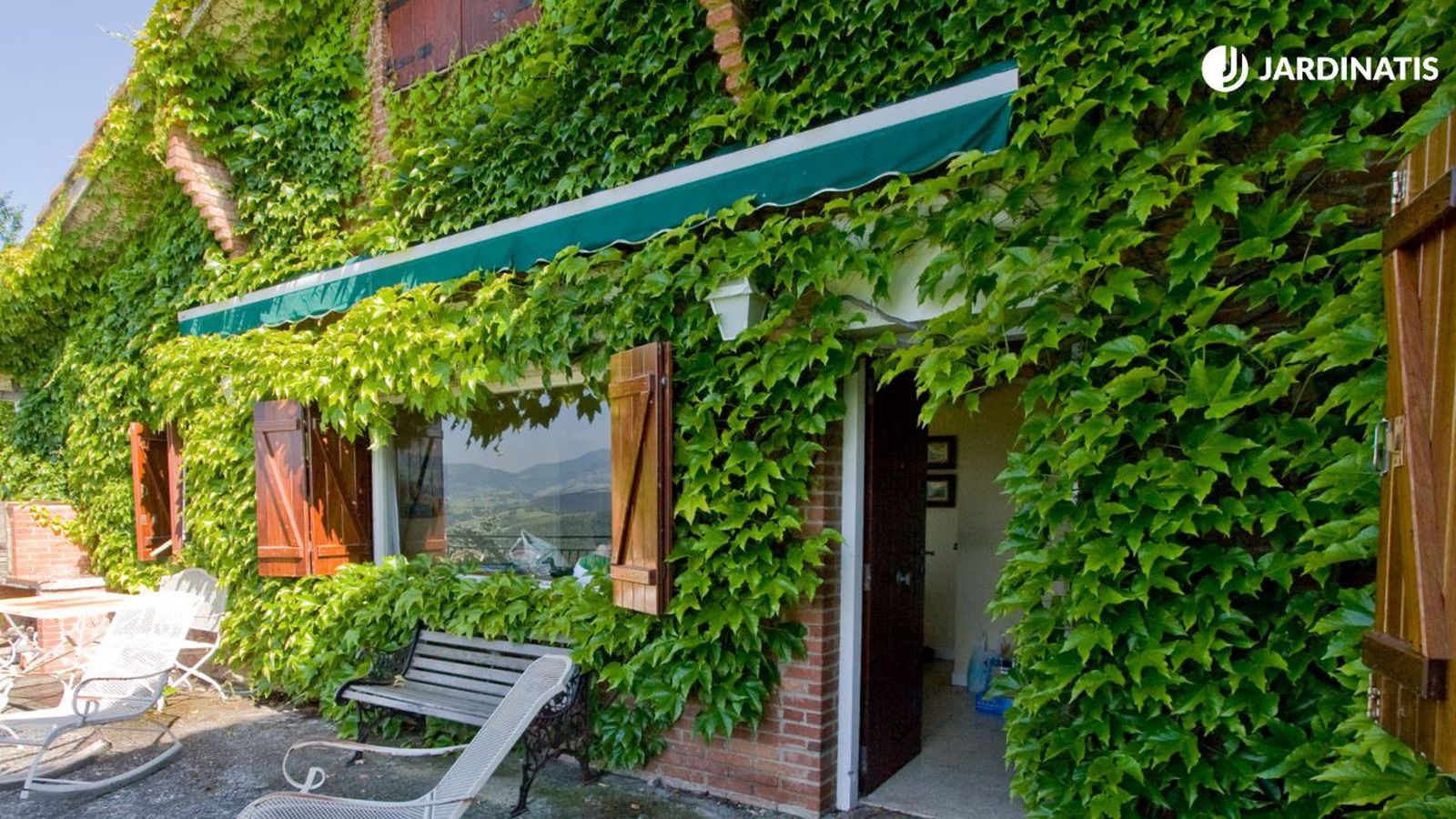 trepadora parra virgen parthenocissus tricuspidata xl