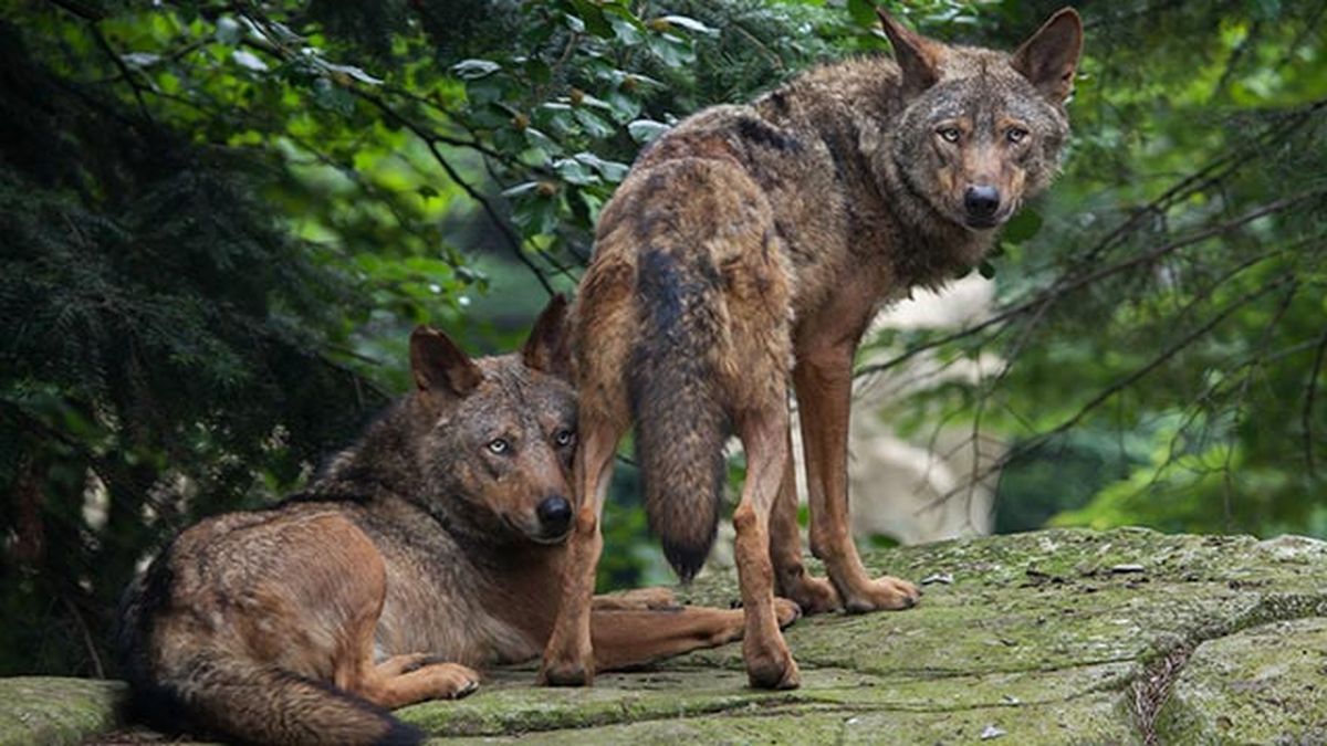lobo iberico caracteristicas 4