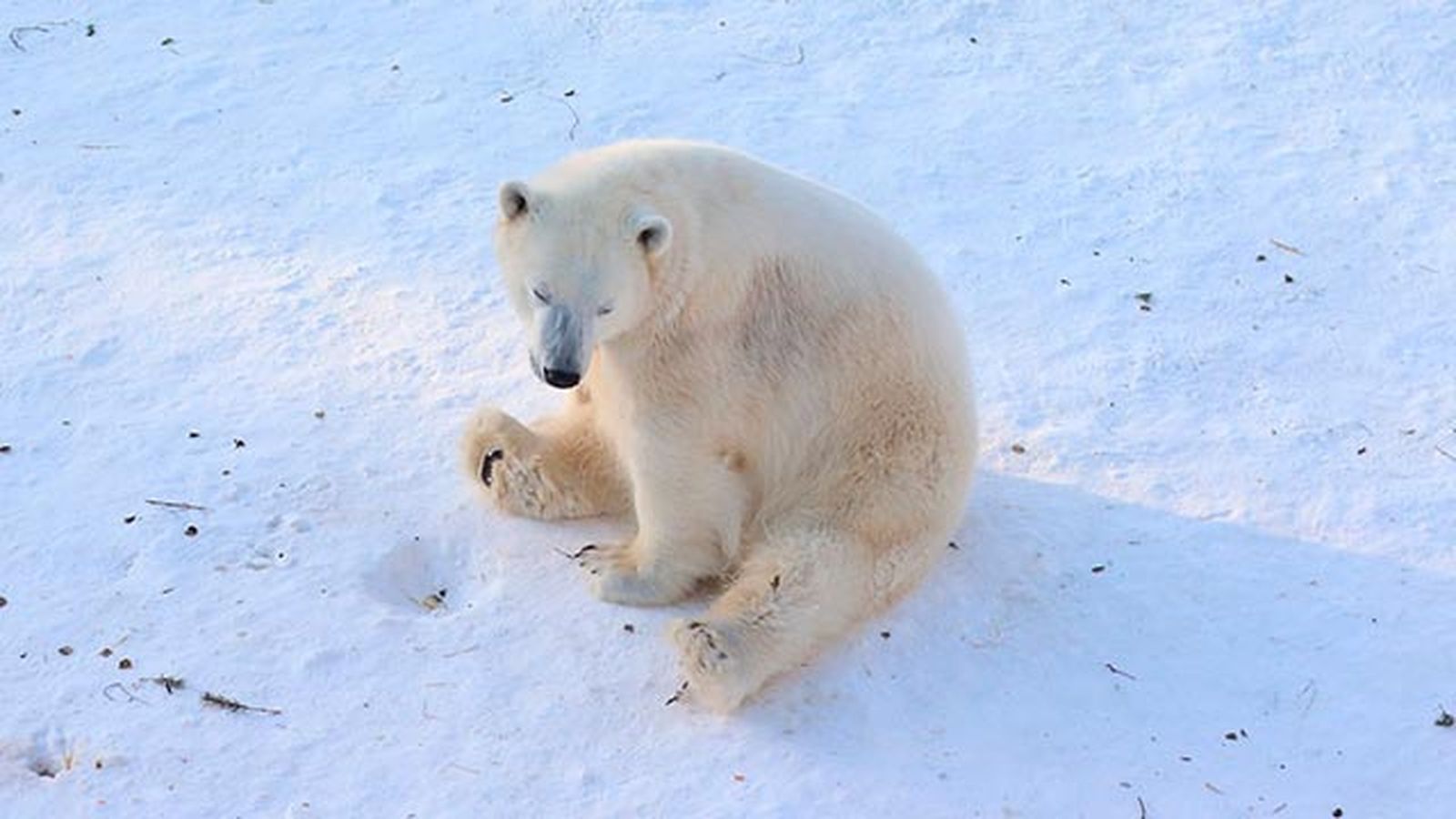 oso polar 2