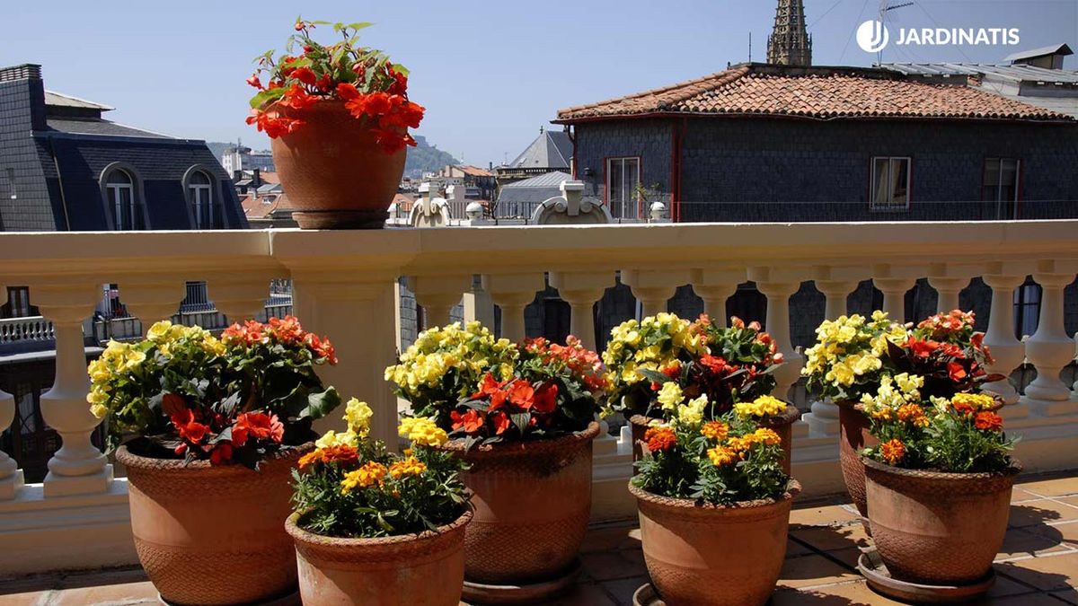 deko 0250 jardineria decorar terraza begonia alegria xl