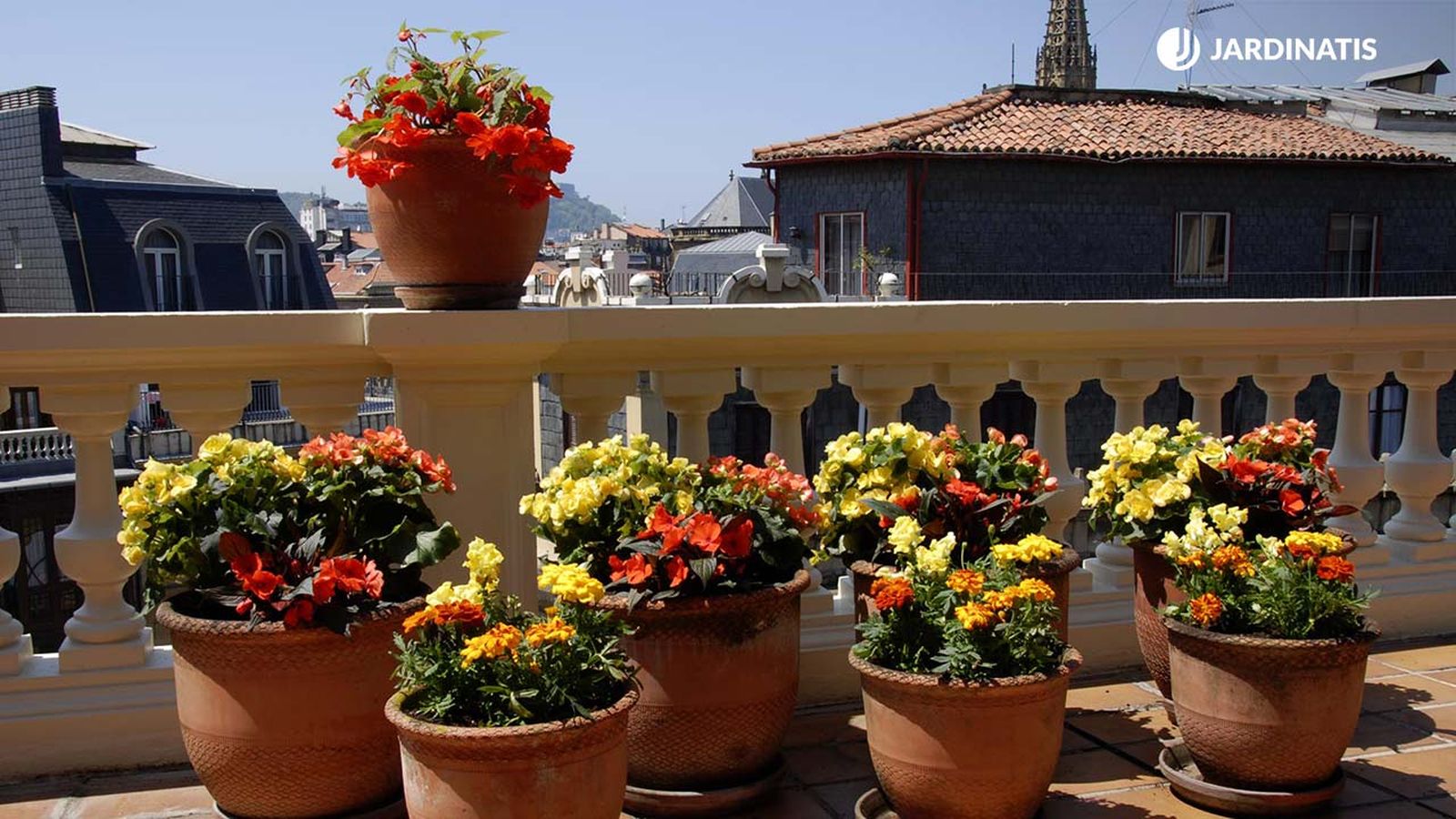 deko 0250 jardineria decorar terraza begonia alegria xl