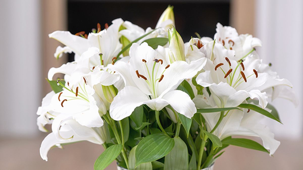 azucenas blancas para el dia de la madre