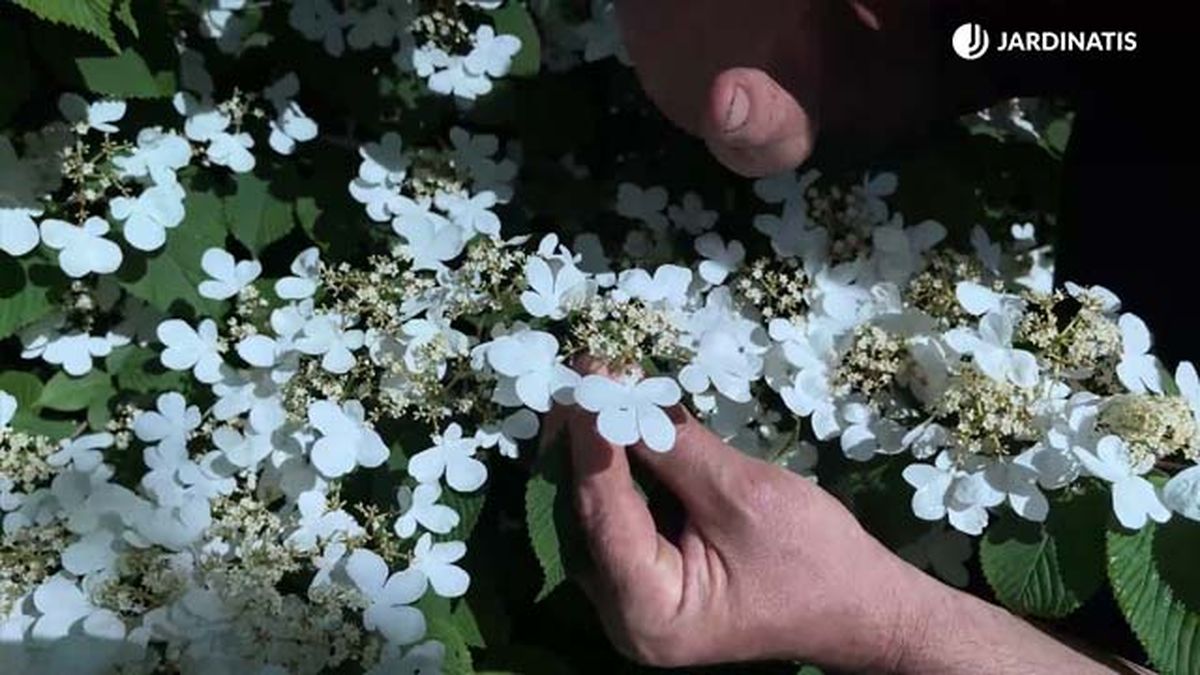 Viburnum plicatum mariesii flores fertiles y esteriles jardinatis 22 18