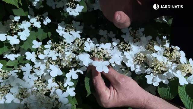 Viburnum plicatum mariesii flores fertiles y esteriles jardinatis 22 18