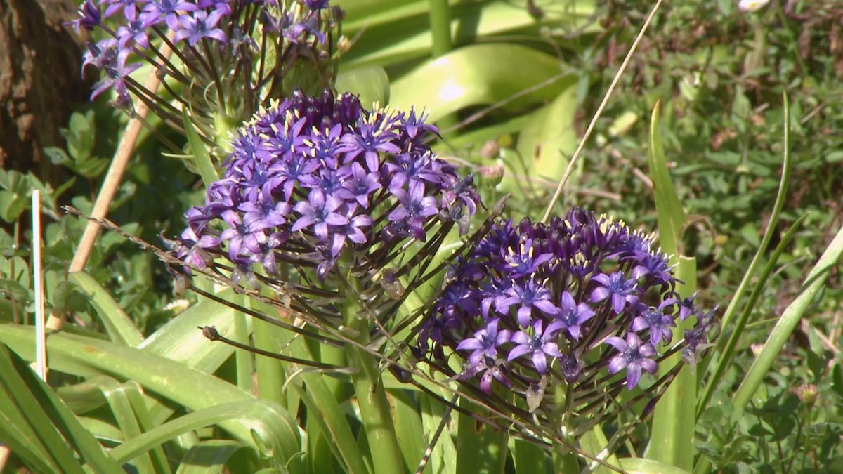deco 693 jardineria scilla peruviana flor