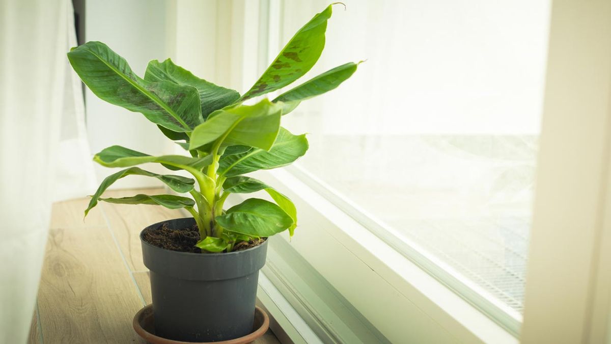 planta de banano enana musa