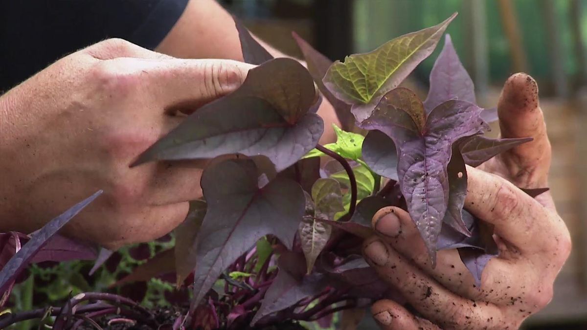 brico jardin 1040 composicion floral granate salvias boniato 2