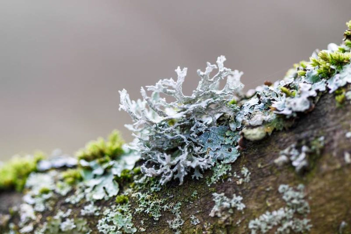 Un ejemplo lo encontramos en los líquenes, un organismo formado por un micobionte (un hongo) y un fotobionte (un alga o una cianobacteria).