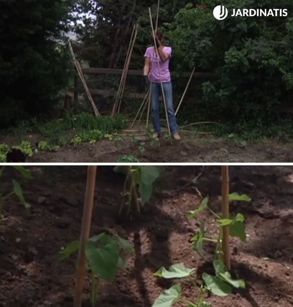 Entutorar judías verdes