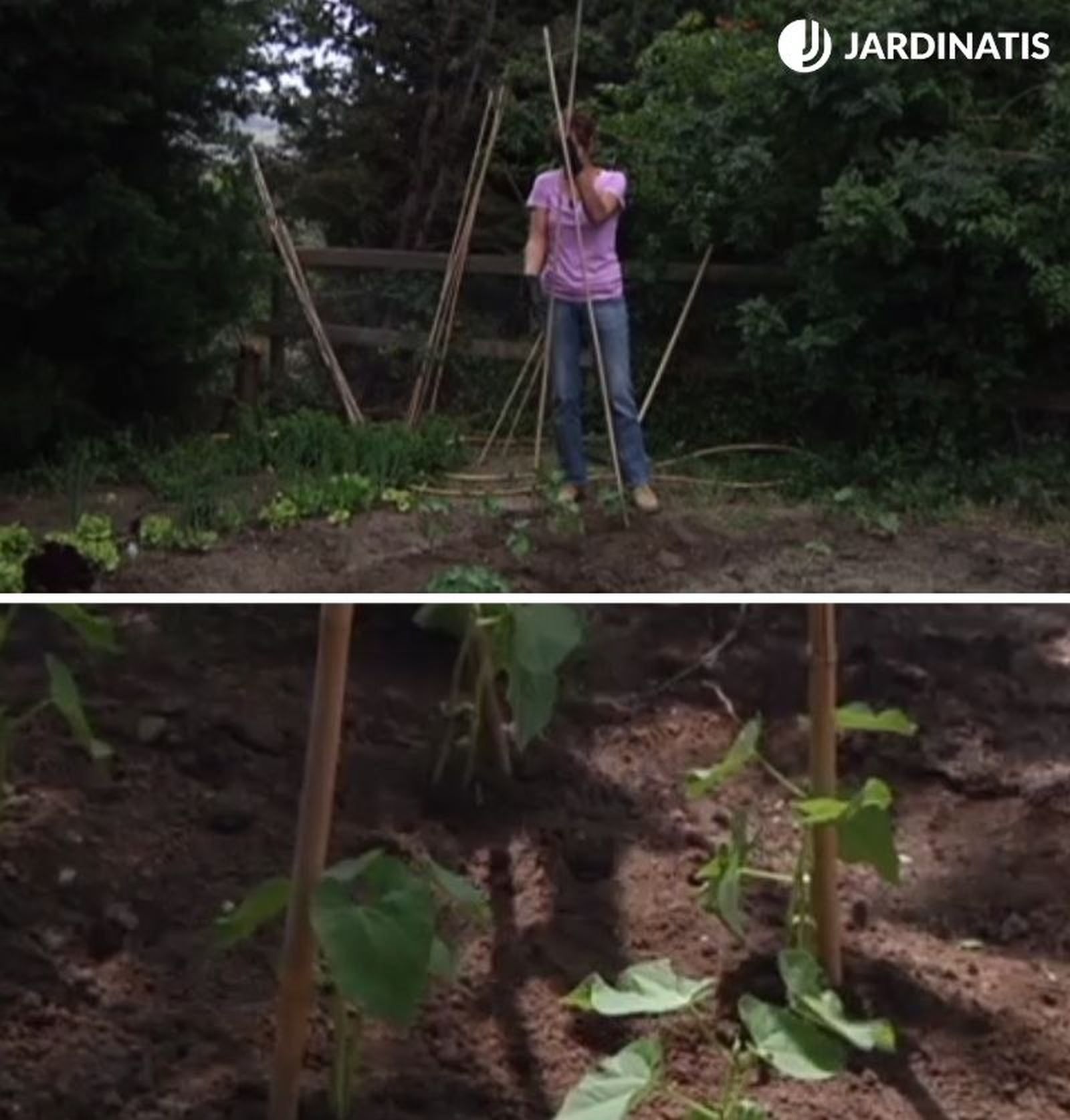 Entutorar judías verdes