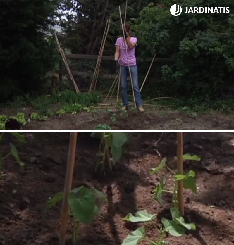 Entutorar judías verdes