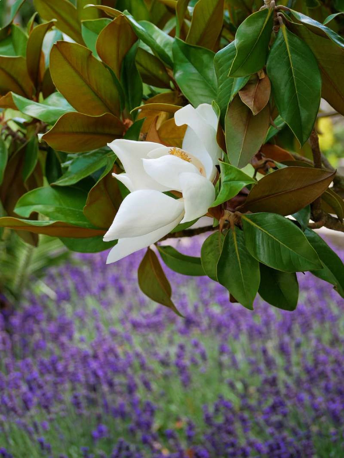 Magnolia grandiflora