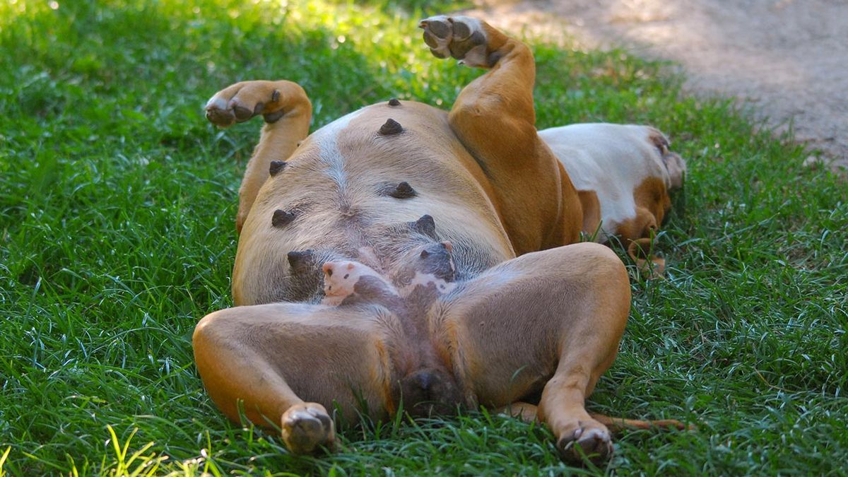 prevenir cancer mama perras 1 perra tumbada