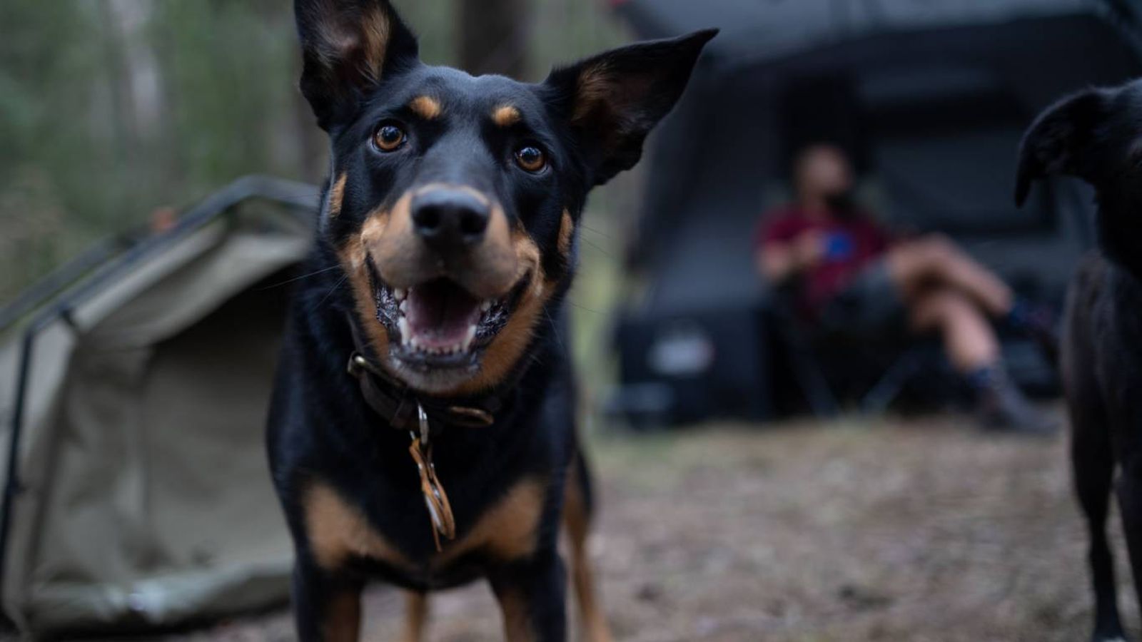 Un kit de emergencia bien preparado garantizará que puedas cuidar de tu mascota.