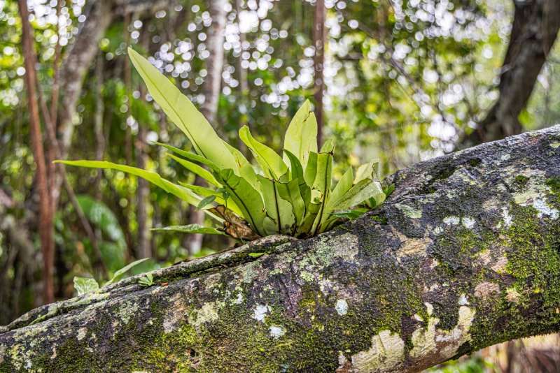 Asplenium nidus es una planta epífita