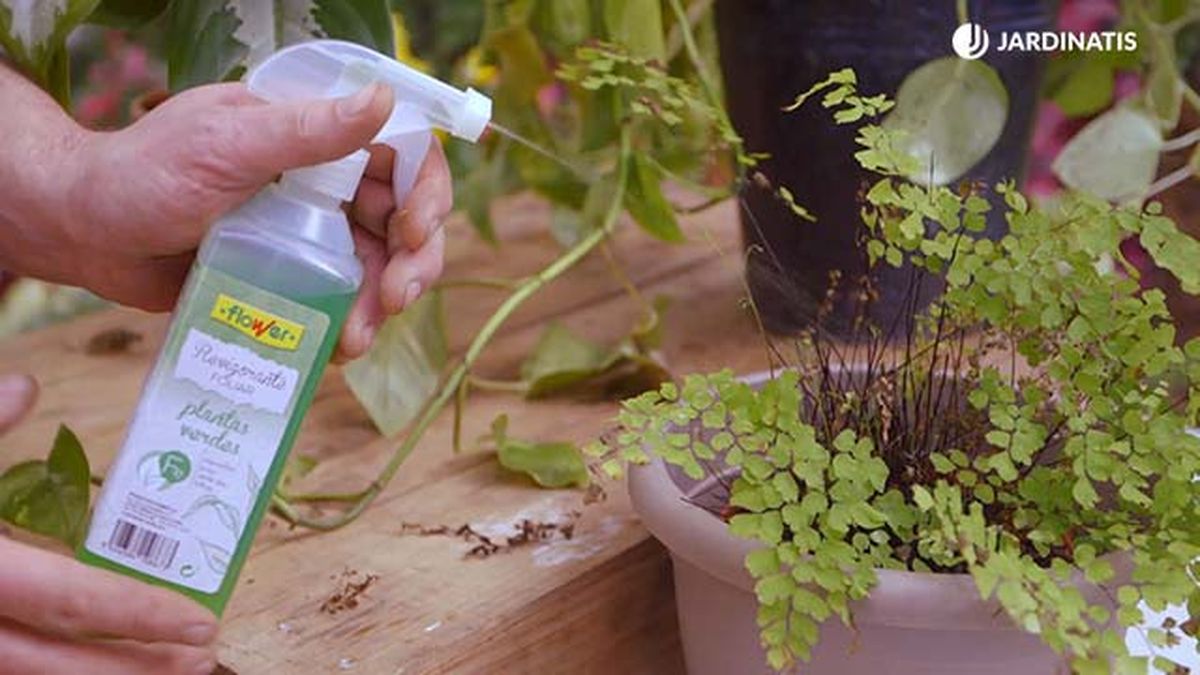 brico 0904 3 revitalizar plantas heladas revigorizante helecho