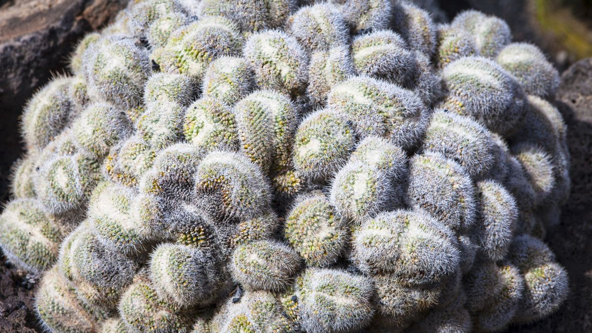 cactus mammillaria elongata