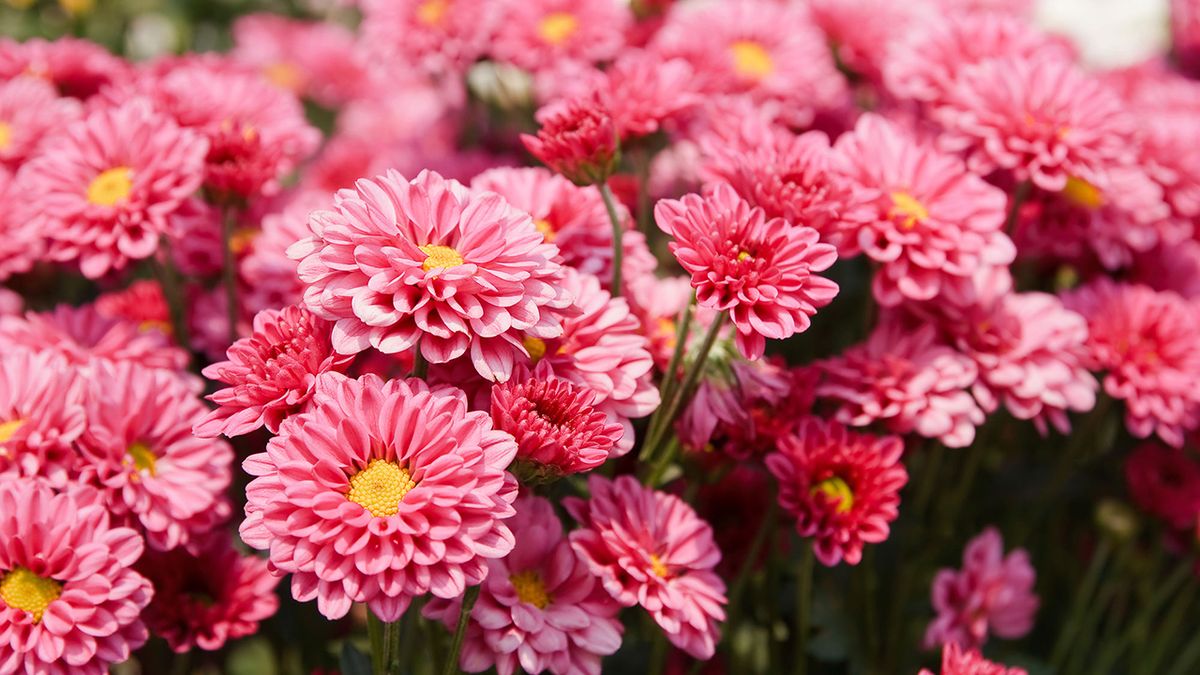 Deco jardin 505 Tipos de crisantemo