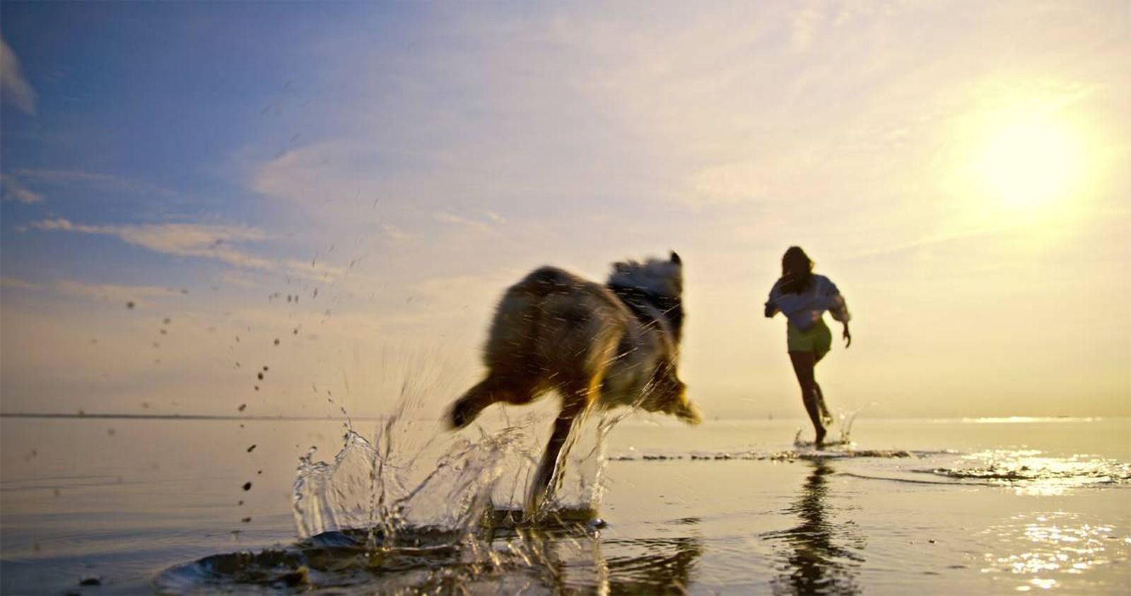 Antes de emprender un viaje, valora si realmente tu mascota va a disfrutar de la experiencia.