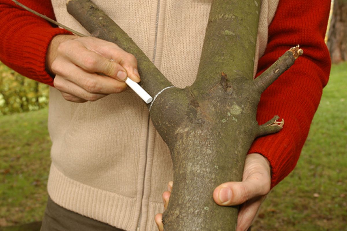 Cómo podar las ramas grandes de un árbol paso 4