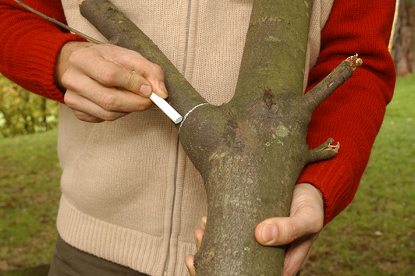 Cómo podar las ramas grandes de un árbol paso 4