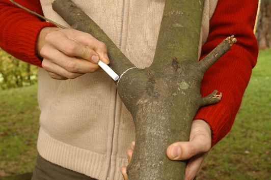 Cómo podar las ramas grandes de un árbol paso 4