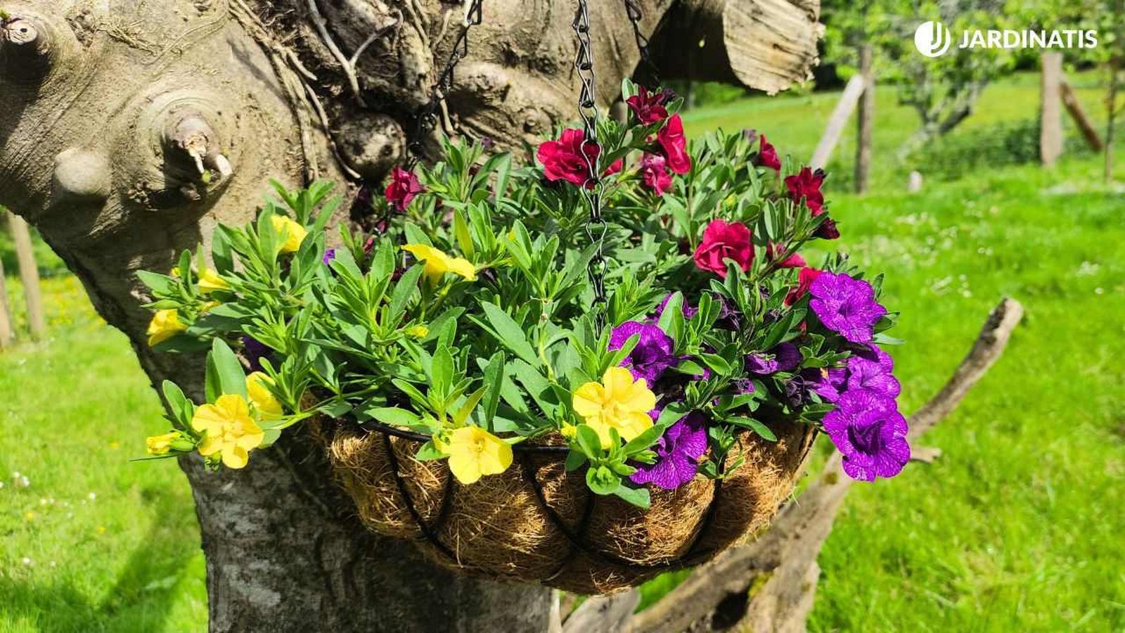 Flores de calibrachoa