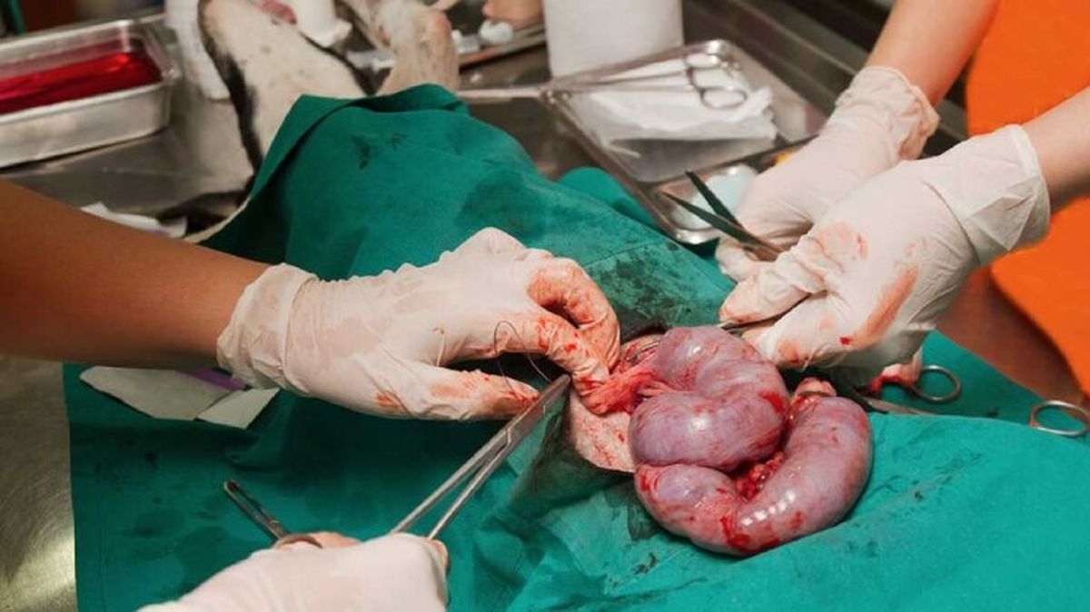 piometra en perros 2